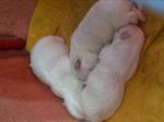 マルチーズ写真20061027b.jpg