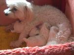 マルチーズ写真20061028a.jpg